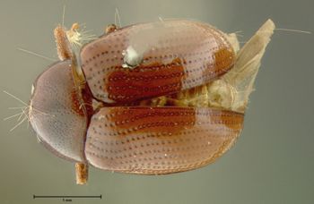 Media type: image;   Entomology 7415 Aspect: habitus dorsal view